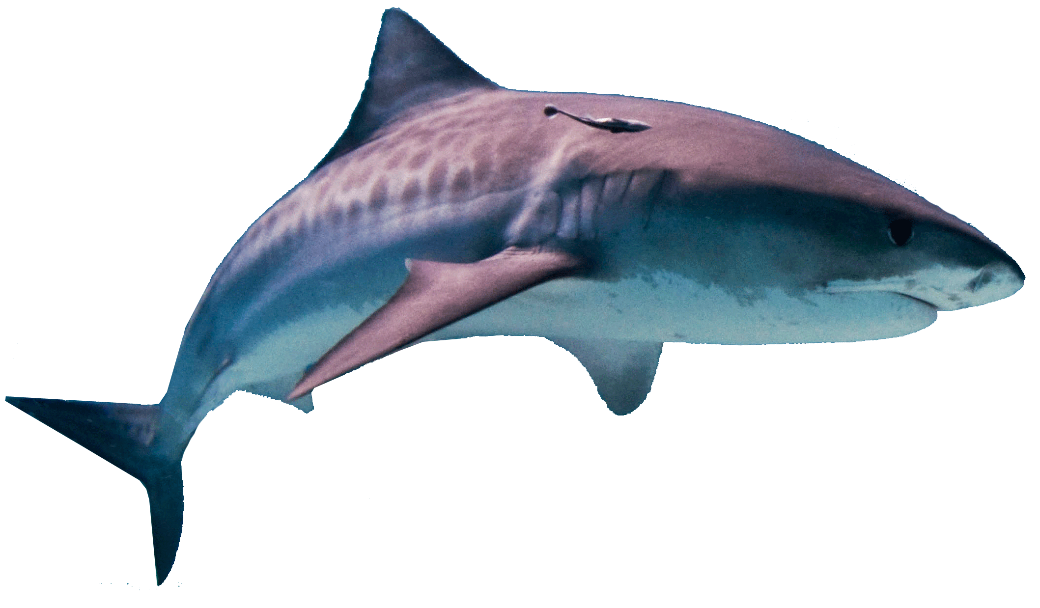 Shark Hd PNG Image
