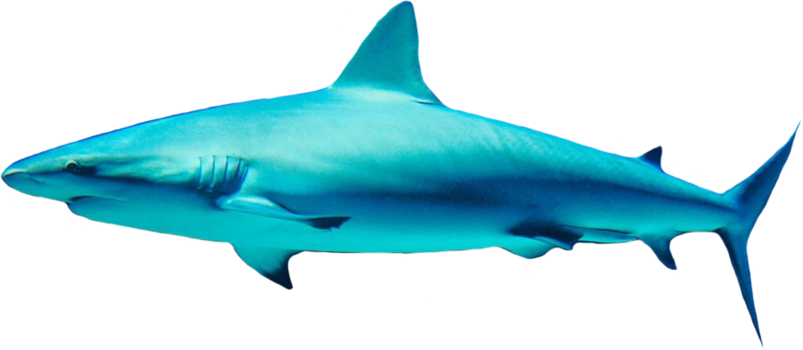 Shark Free Png Image PNG Image