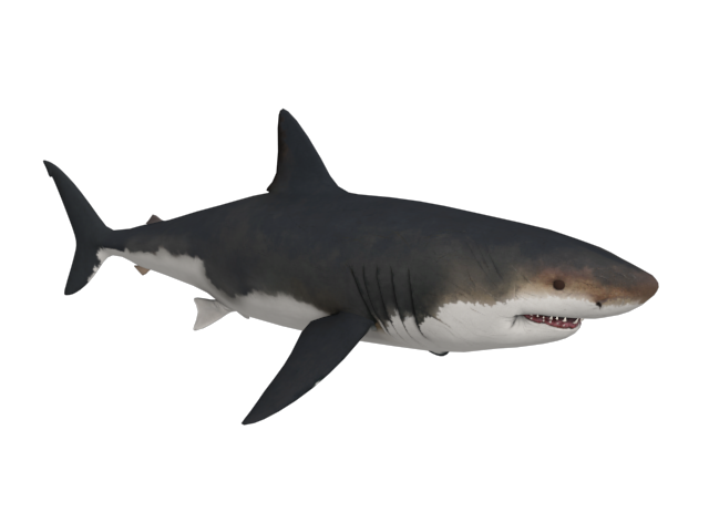 Tiger Shark White Great Fish PNG Download Free PNG Image
