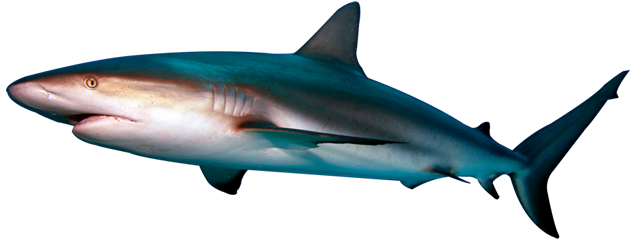 Shark Transparent PNG Image