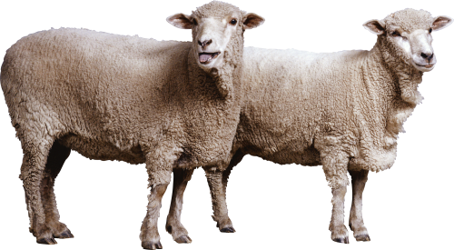 Sheep Download Png PNG Image