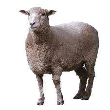 Sheep Png Image PNG Image