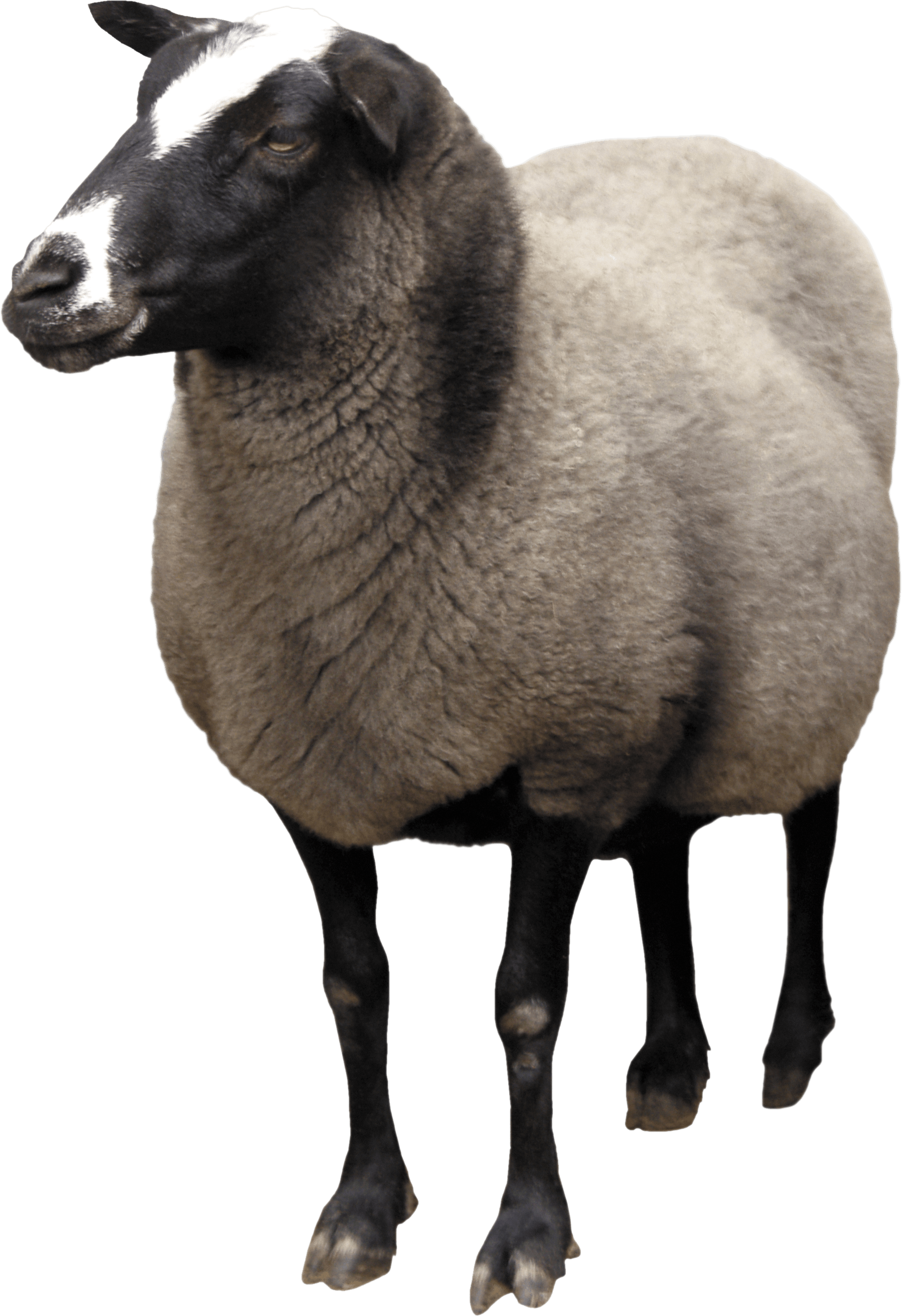 Sheep Png Image PNG Image