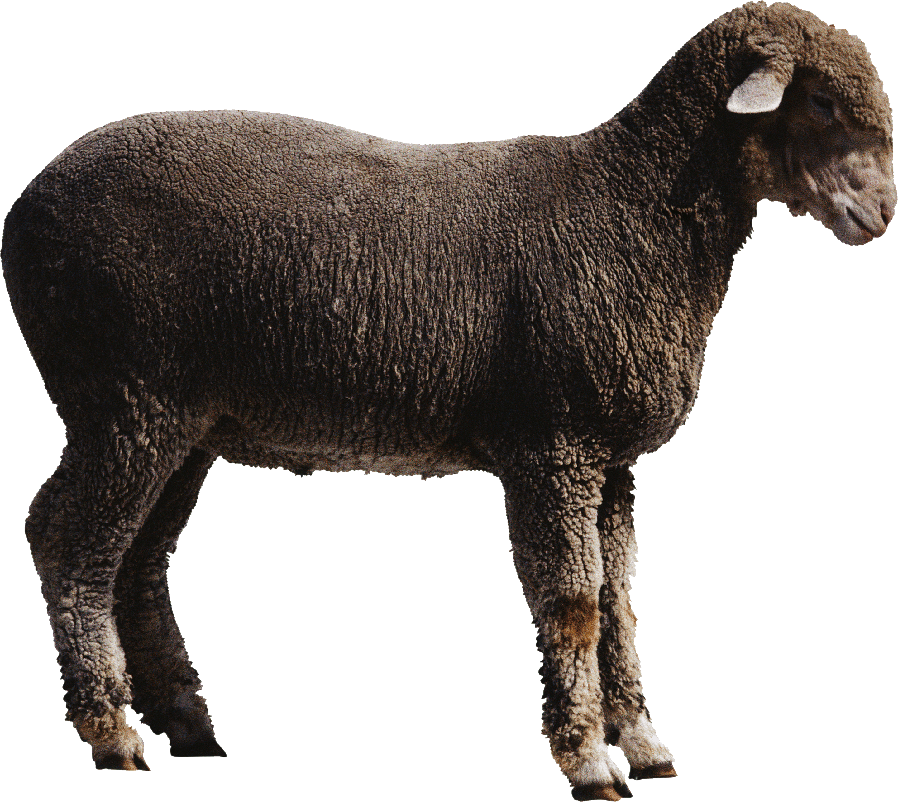 Sheep Png Image PNG Image