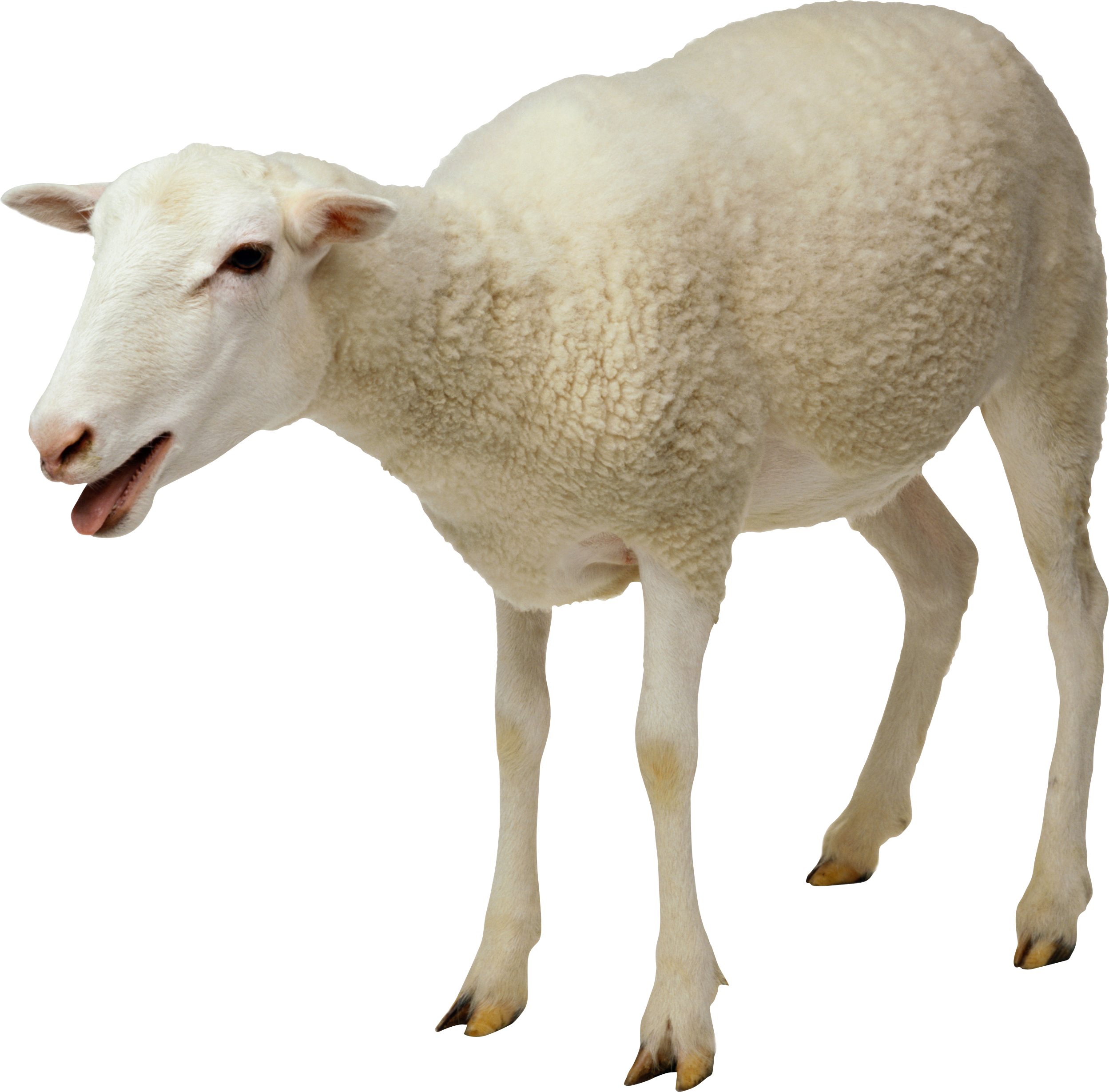 Sheep Free Download Png PNG Image