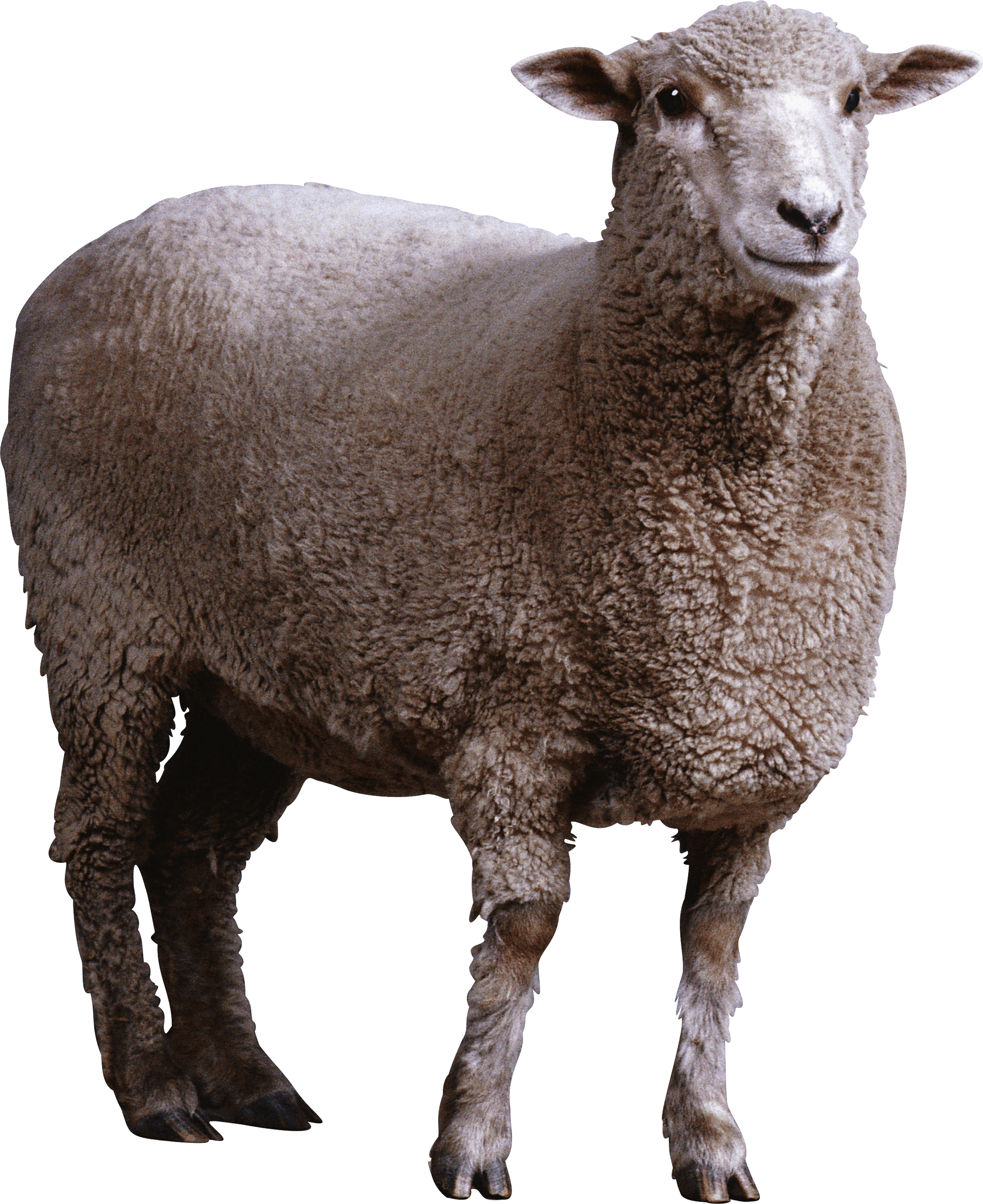 Sheep Png Image PNG Image