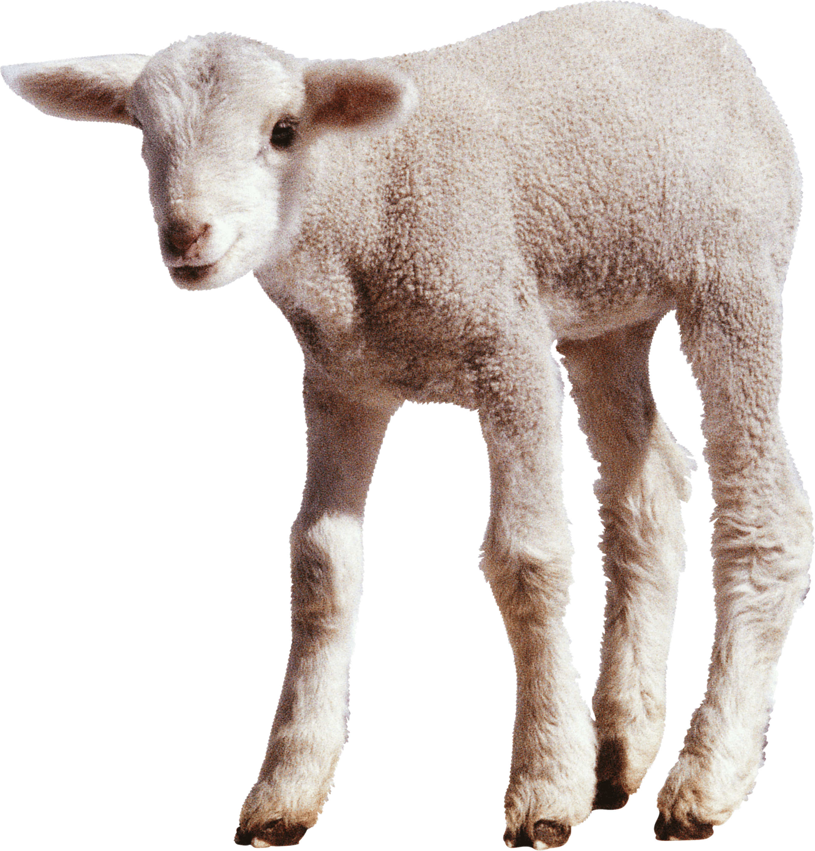 White Little Sheep Png Image PNG Image