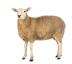 Sheep Png Pic PNG Image