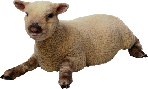 Sheep Png Hd PNG Image