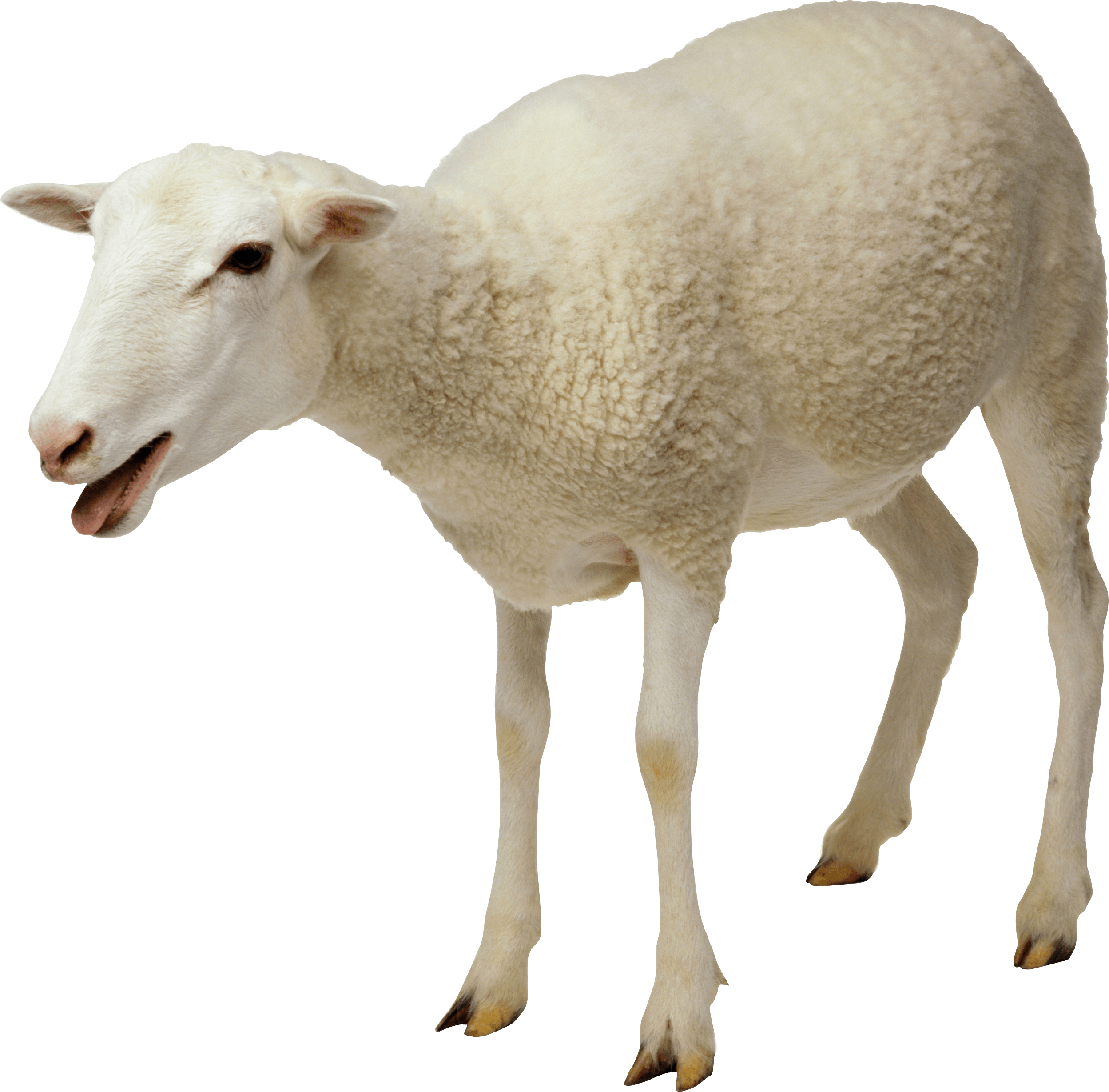 Sheep Png Image PNG Image