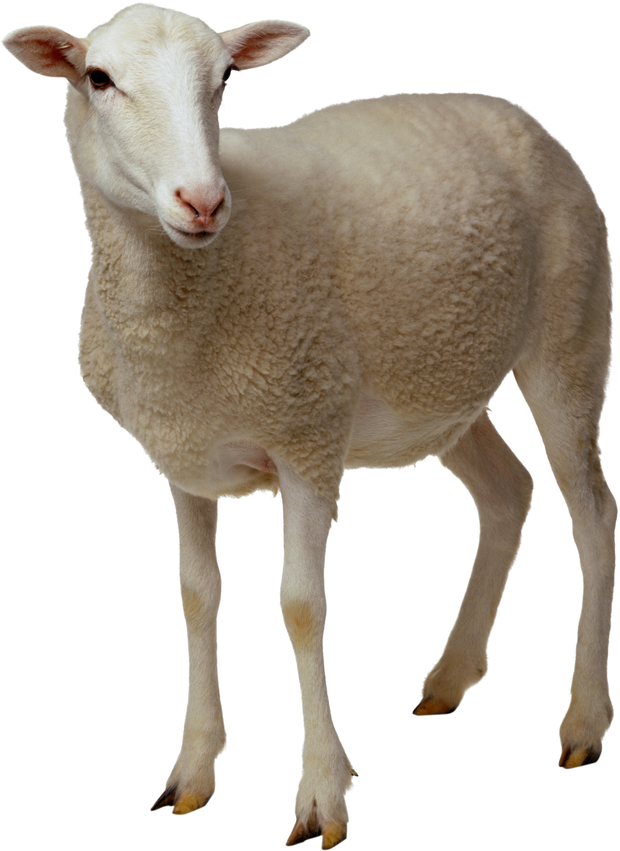 Sheep Png Clipart PNG Image