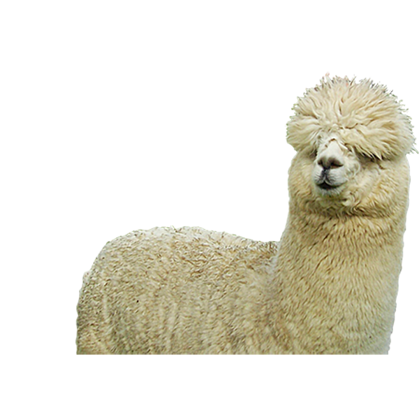 Farm Sheep Huacaya Alpaca Fiber Free Clipart HQ PNG Image