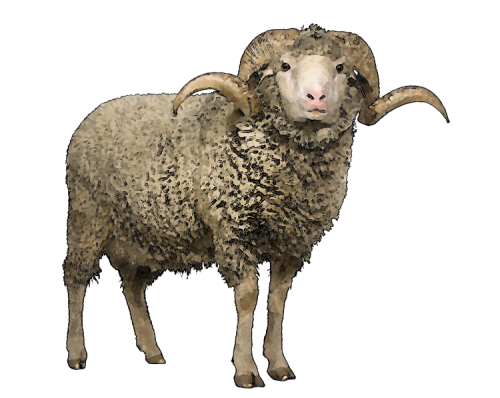 Sheep Free Png Image PNG Image