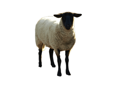 Sheep Png Image PNG Image