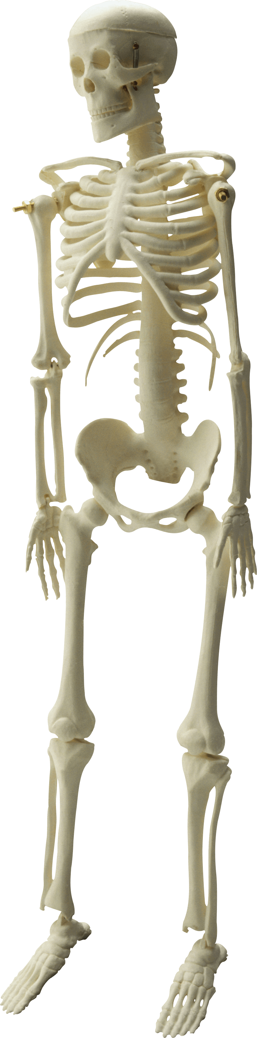 Skeleton Png Image PNG Image