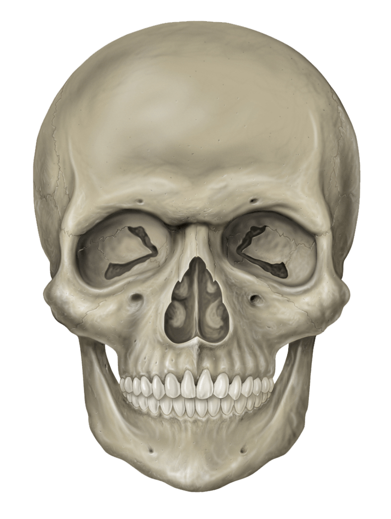 Skull Png Image PNG Image