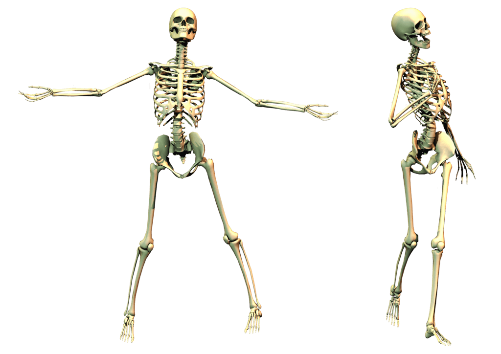 Skeleton Png Image PNG Image