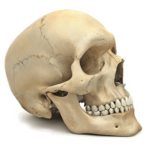 Skull Png Image PNG Image