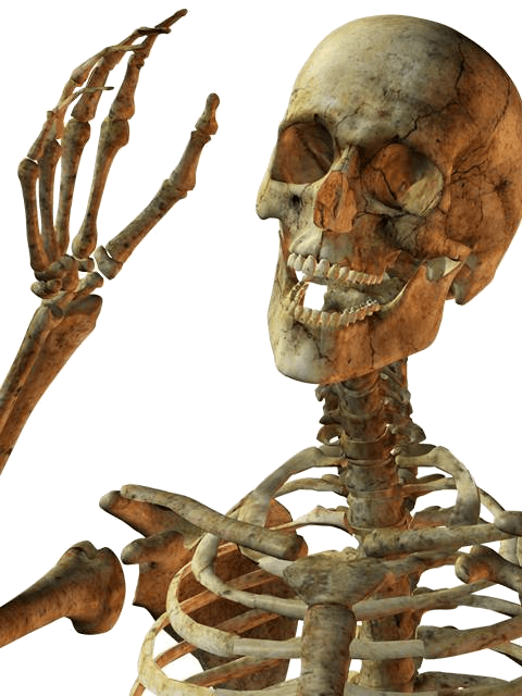 Skeleton Png Image PNG Image