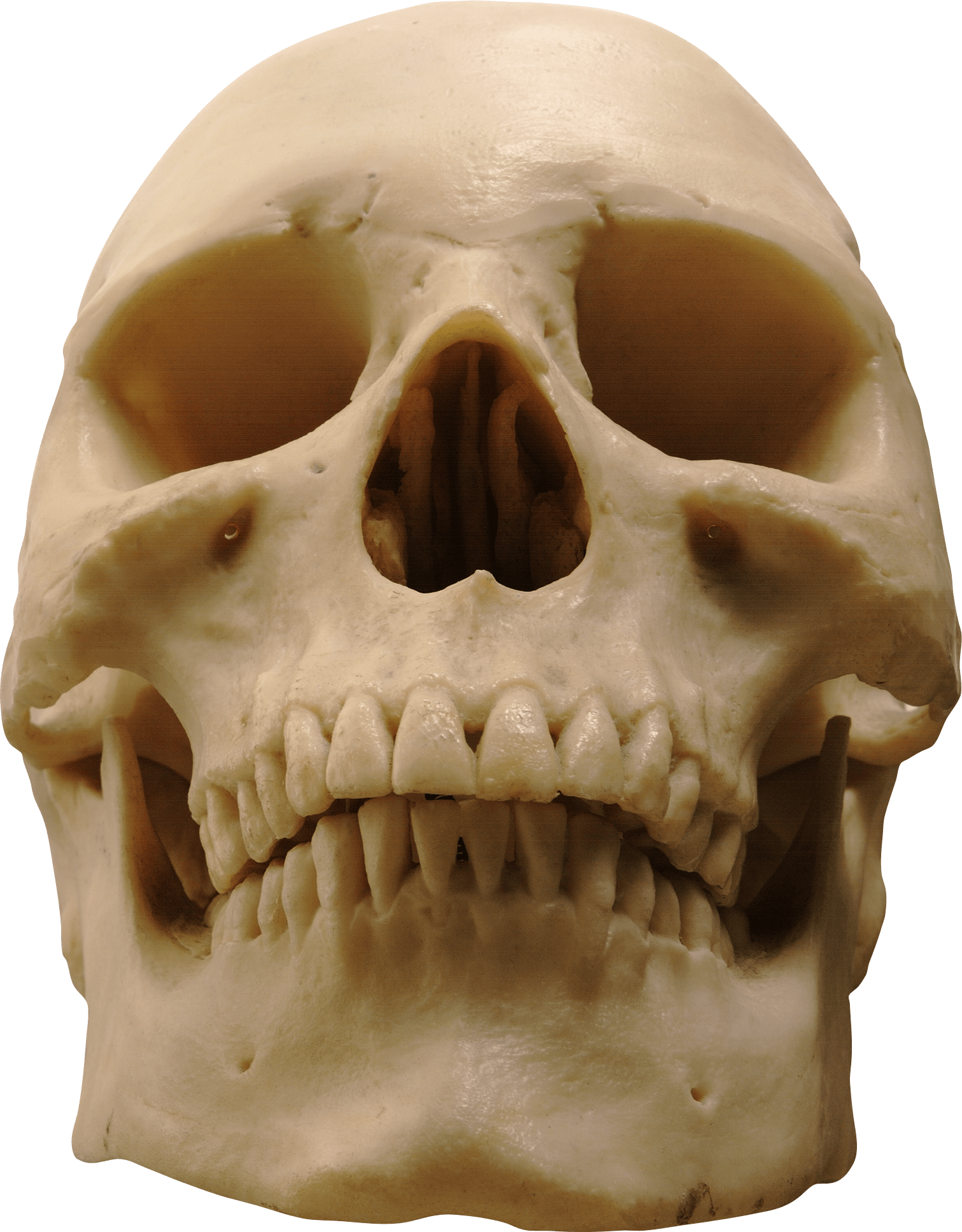 Skull Png Image PNG Image