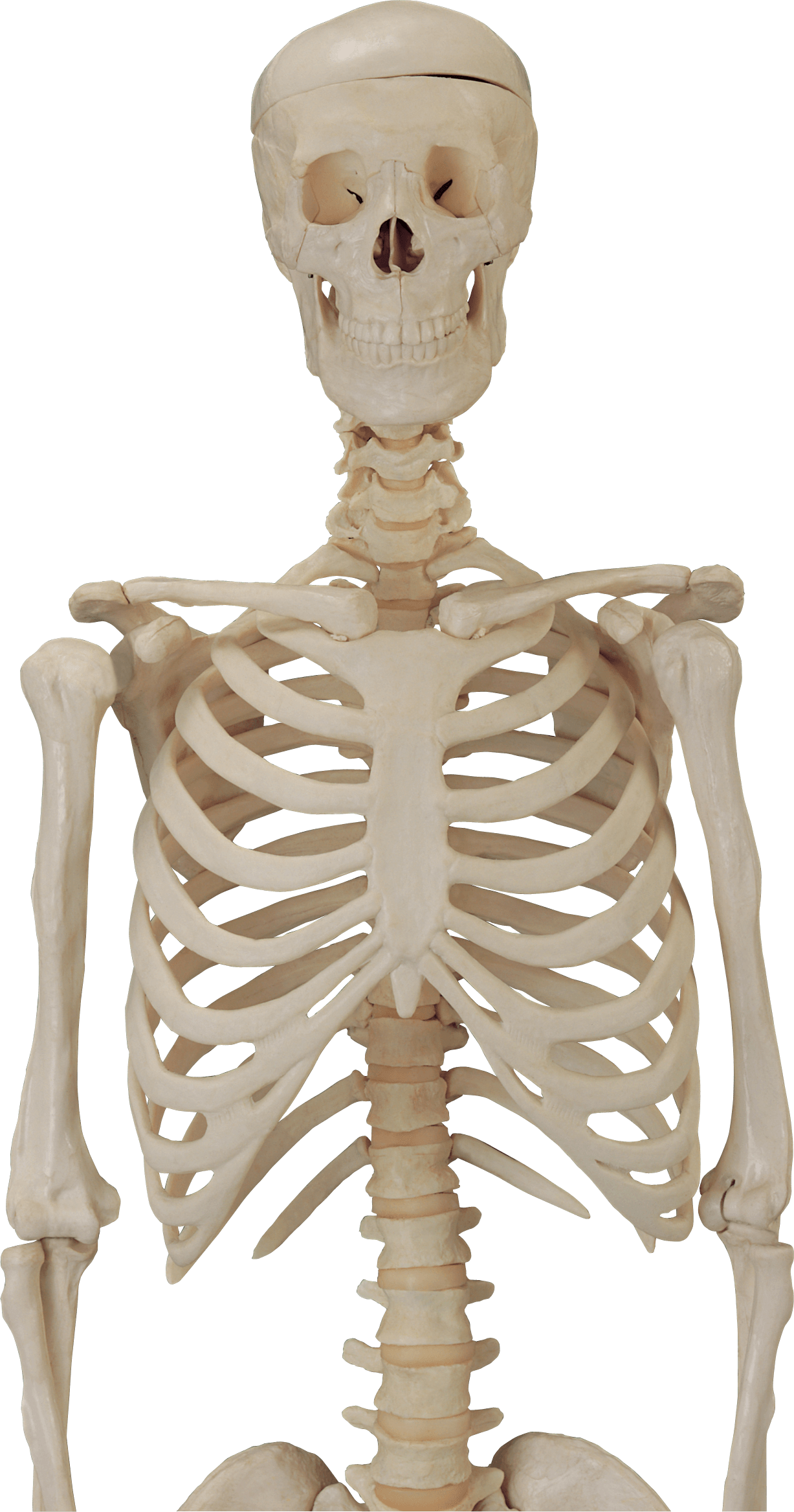 Skeleton Png Image PNG Image