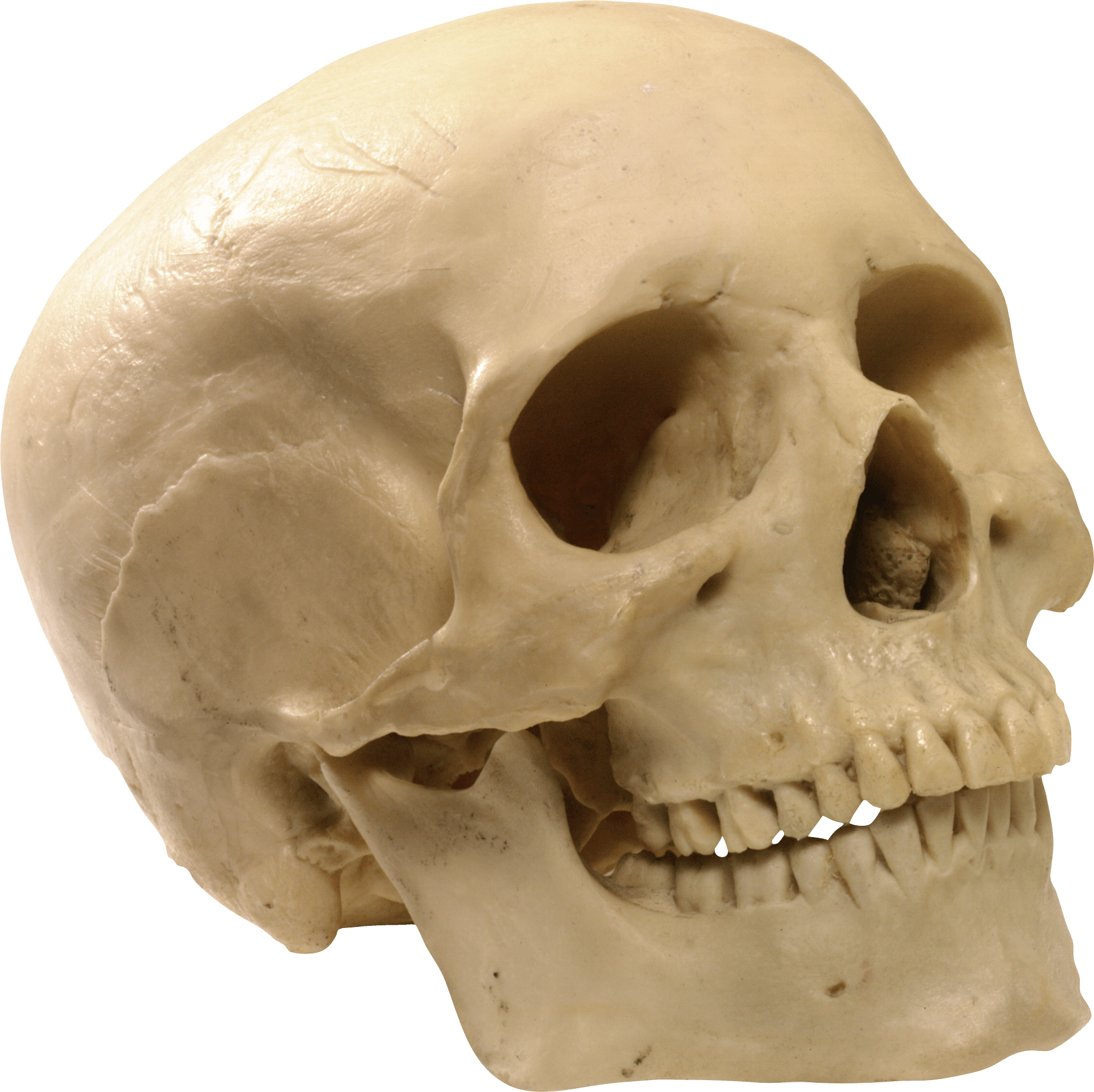 Skull Png Image PNG Image