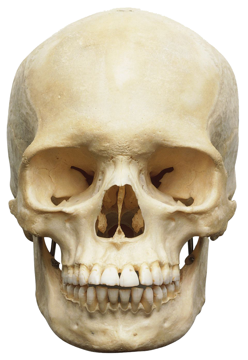 Skeleton Head Png Image PNG Image