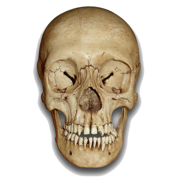Skeleton Head Png File PNG Image