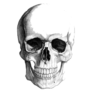 Skeleton Head Picture PNG Image