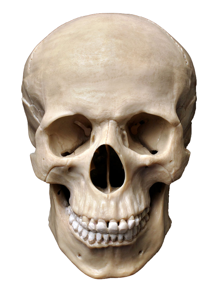 Sapiens Skeleton Skull Photography Homo Human Bone PNG Image