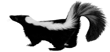 Skunk Picture PNG Image