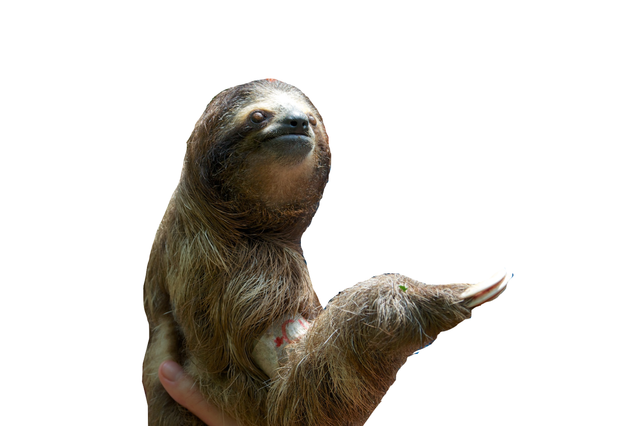 Sloth Png Pic PNG Image
