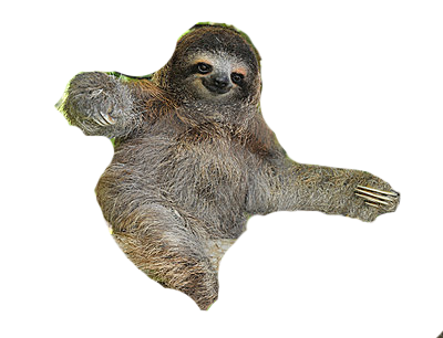 Sloth Free Png Image PNG Image