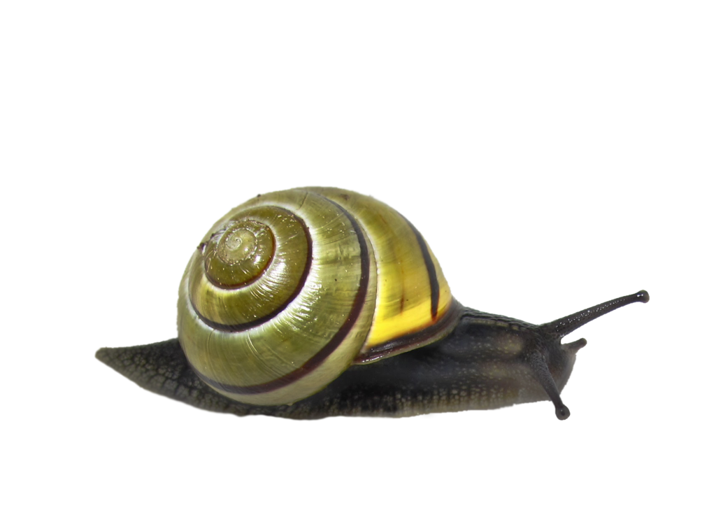 Snail Png Clipart PNG Image