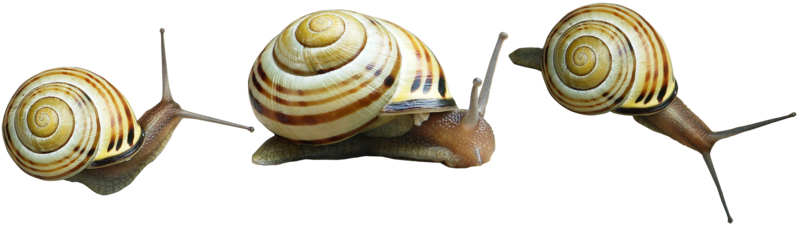 Snail Png Hd PNG Image
