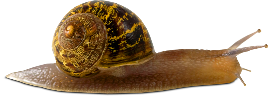 Snail Png Picture PNG Image