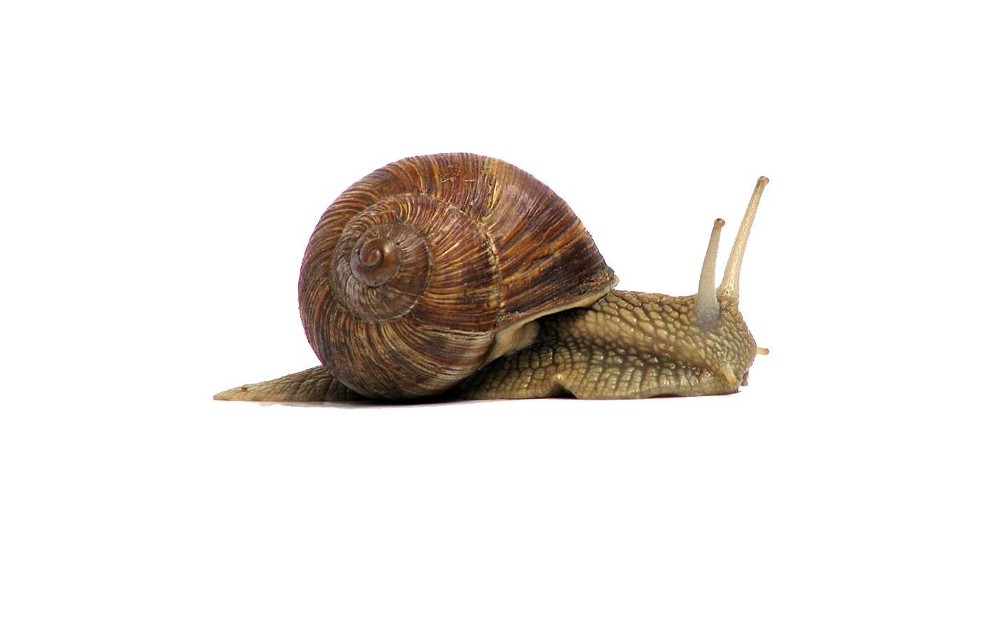 Snail Png File PNG Image