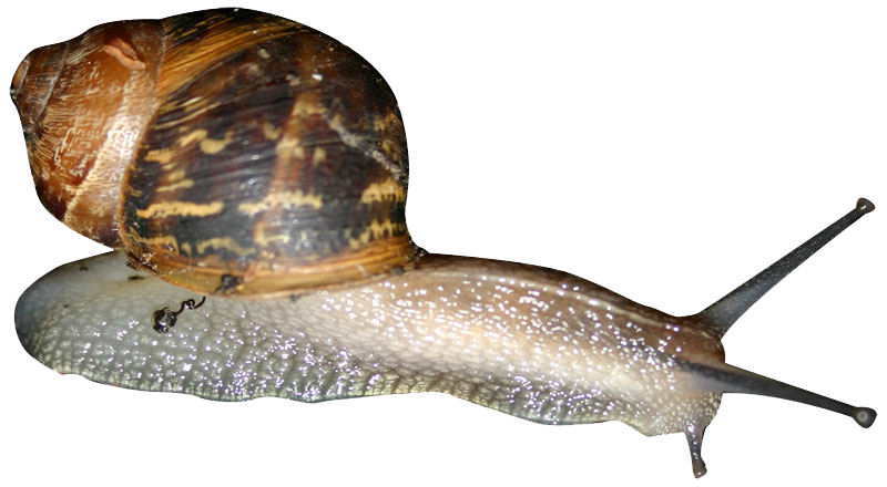 Snail Png PNG Image