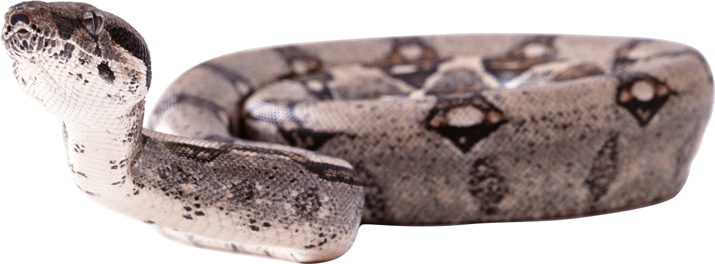Snake Png Image Picture Download PNG Image