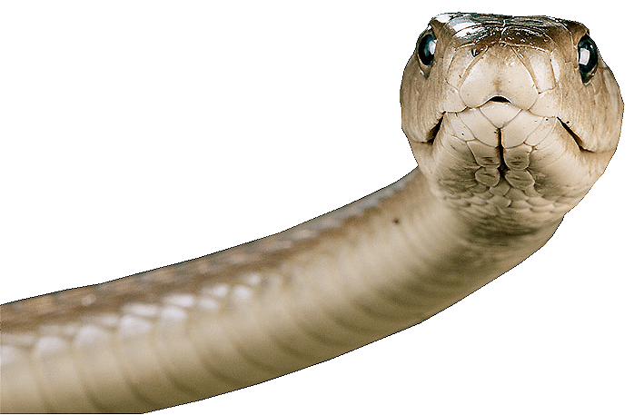 Snake Png Image Picture Download PNG Image