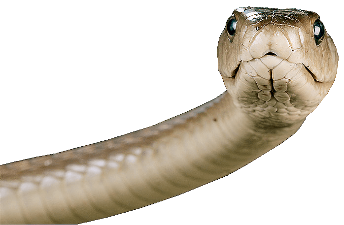 Snake Png Image Picture Download  PNG Image