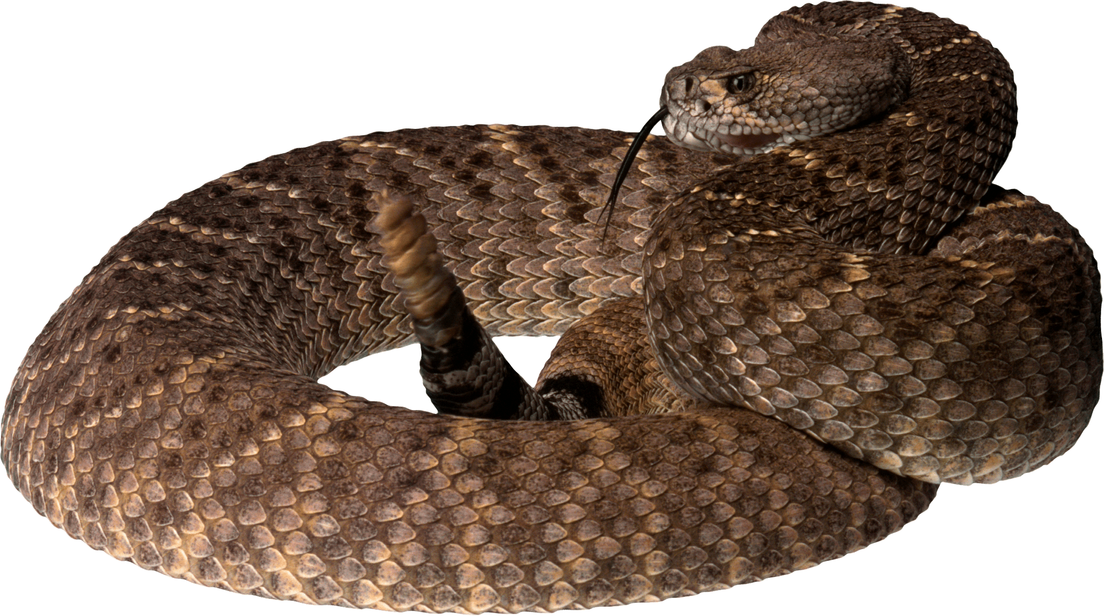 Snake Png Image Picture Download PNG Image