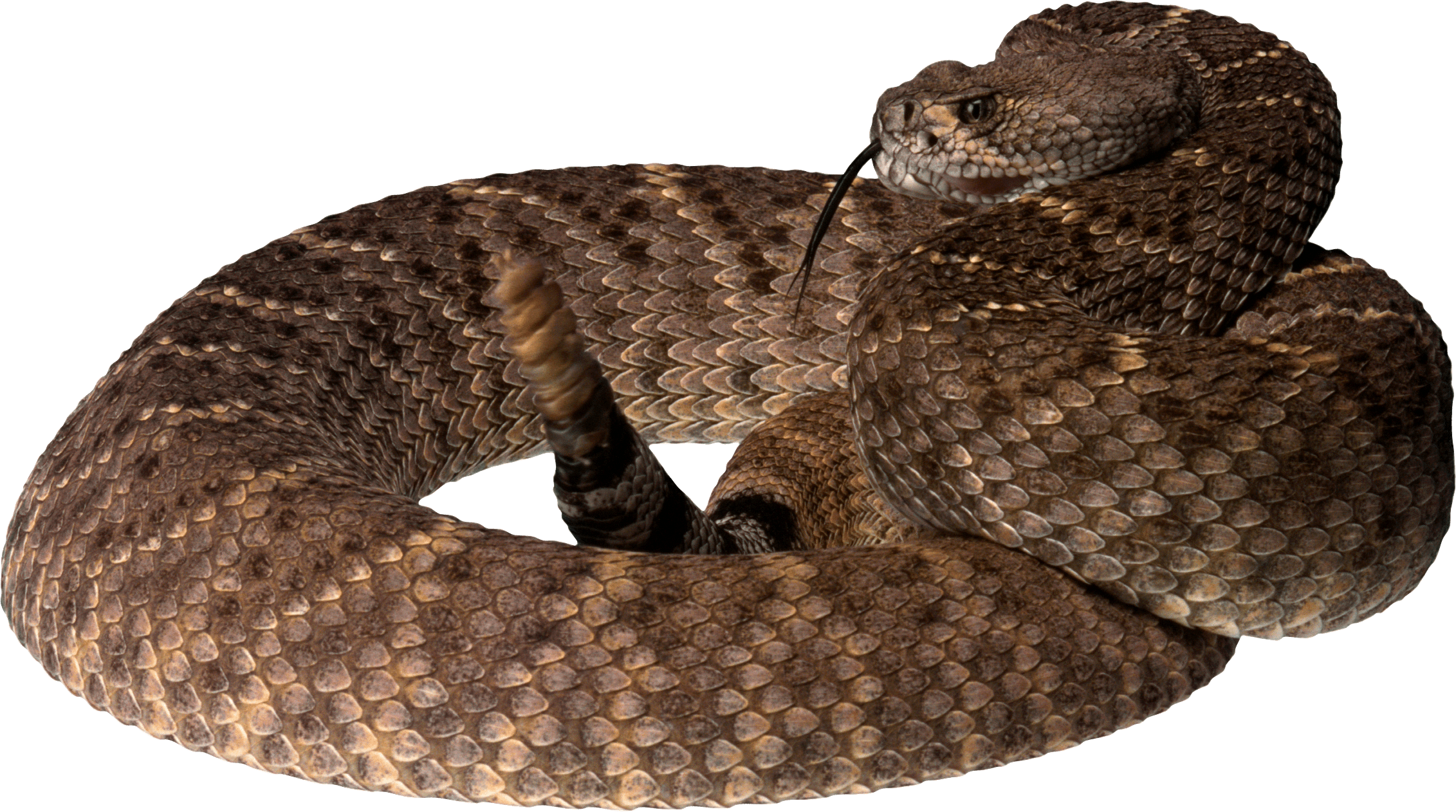 Snake Png Image Picture Download  PNG Image