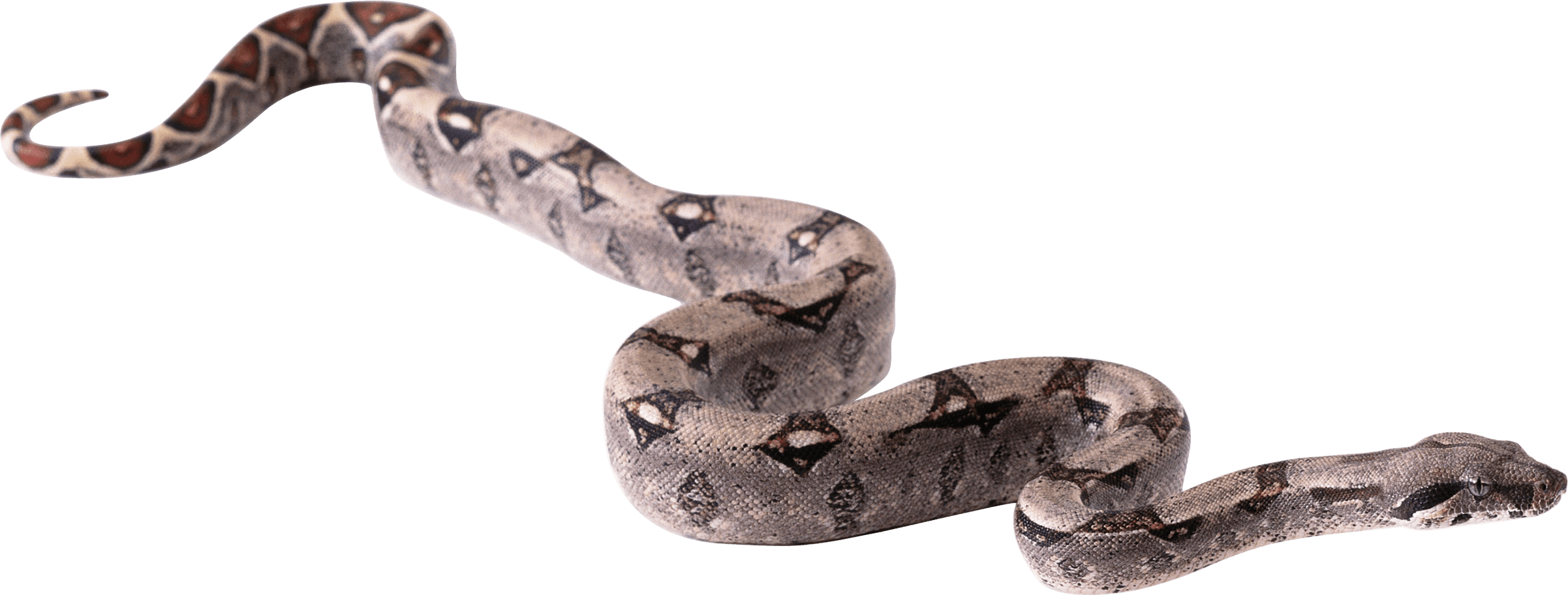 Snake Png Image Picture Download PNG Image