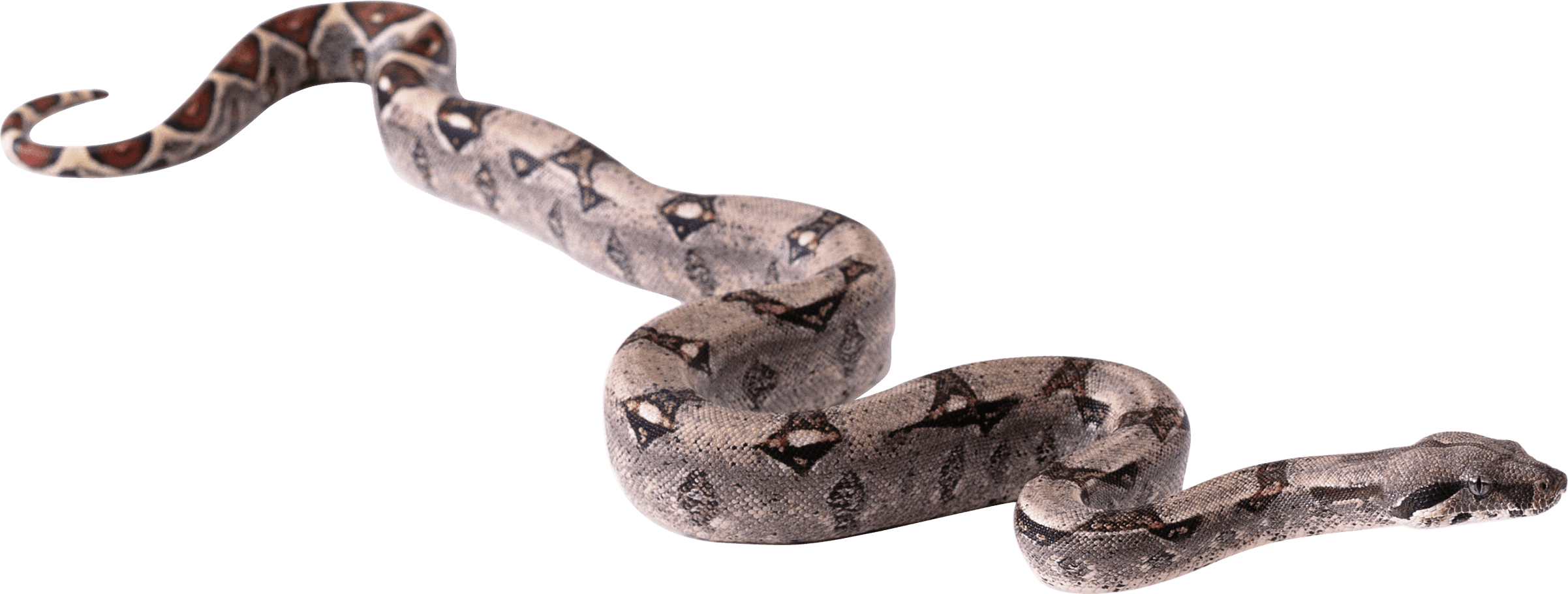 Snake Png Image Picture Download  PNG Image