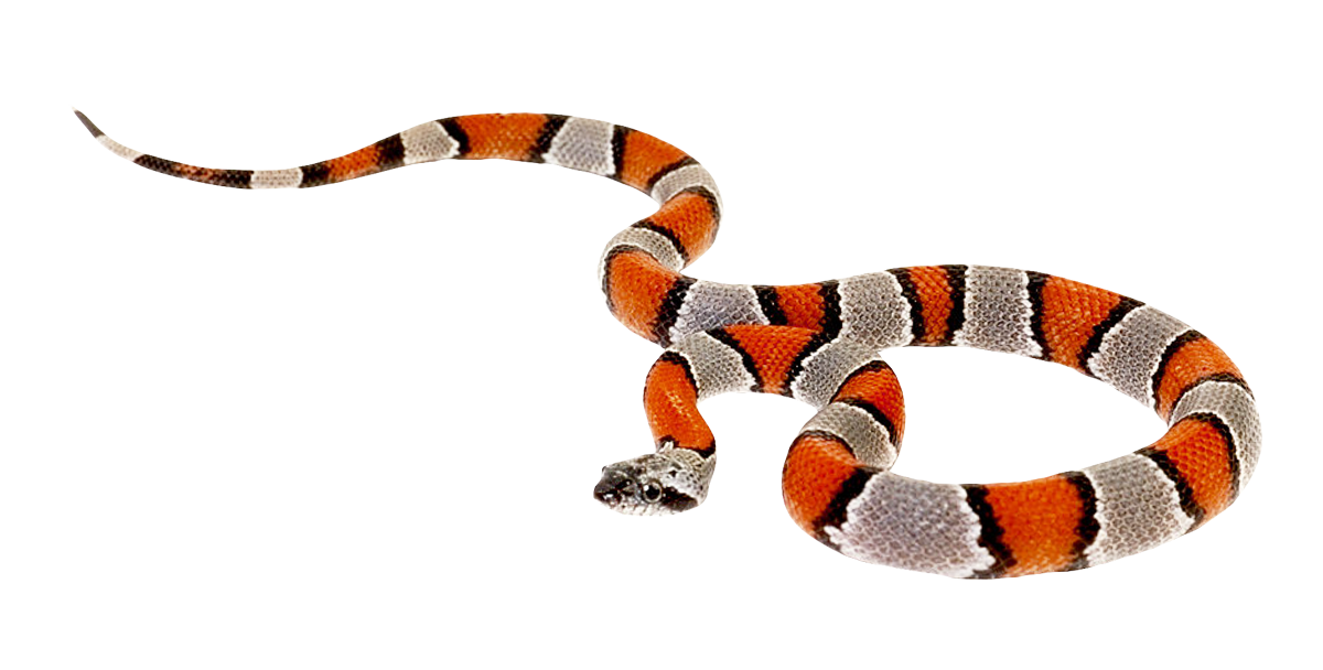 Coral False Snake Free HD Image PNG Image