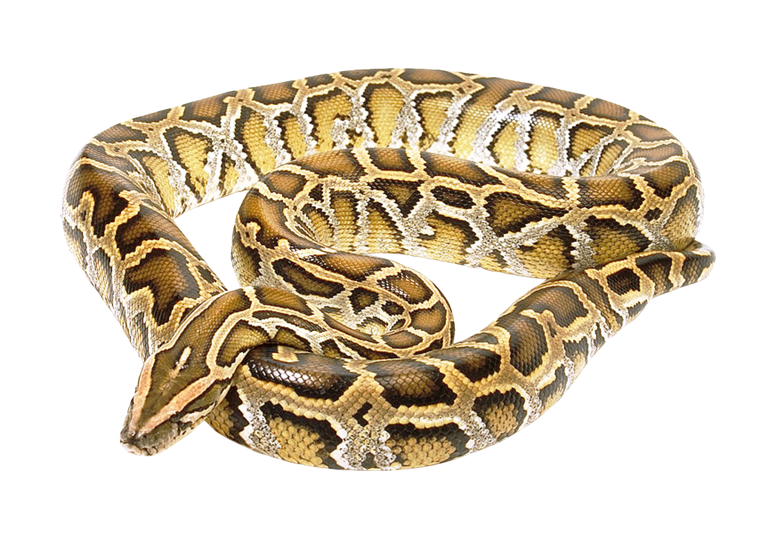 Coral False Snake Free HQ Image PNG Image