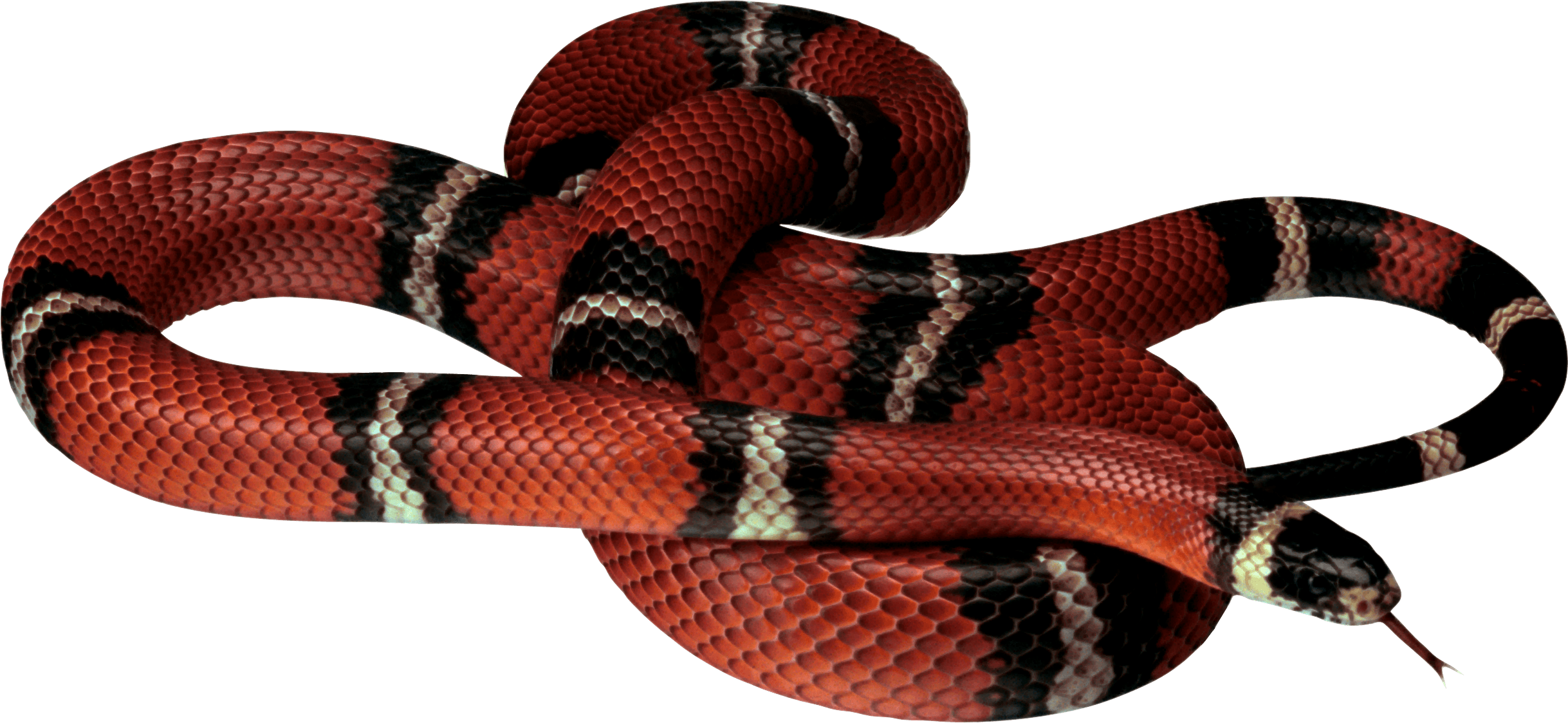 Coral False Snake Free Transparent Image HQ PNG Image