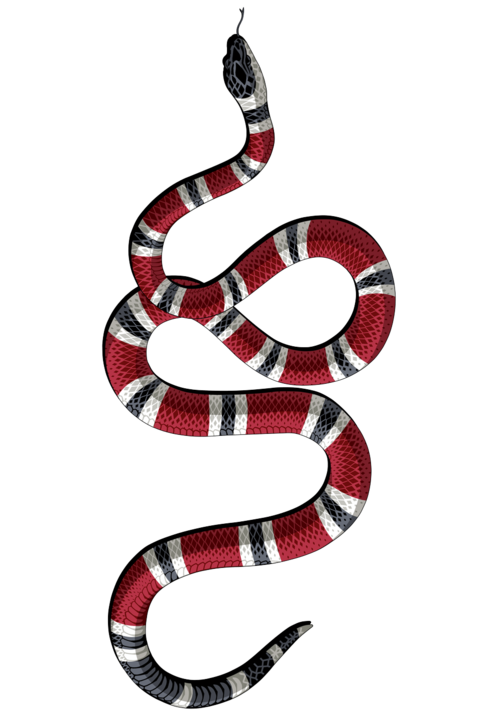 Photos Coral False Snake Free Clipart HQ PNG Image