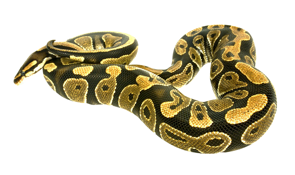 Images Coral False Snake Download Free Image PNG Image